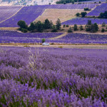Lavandar Field in Provence, France
